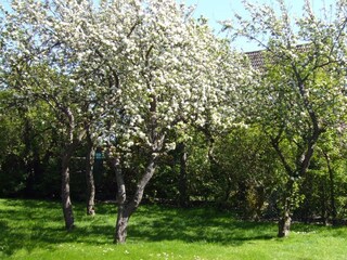 ...mit Blick auf alte Obstbäume