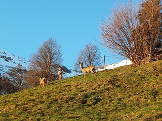 Chalet Grindelwald Außenaufnahme 4