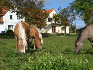 Apartamento Kröpelin  38