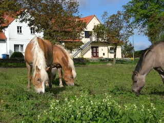 Appartement Kröpelin  39