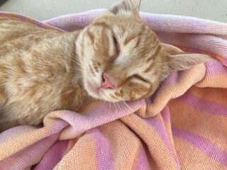 Appartamento per vacanze Ostra Registrazione all'aperto 25