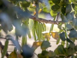 Ferienhaus Supetar Außenaufnahme 8