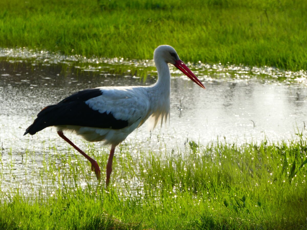 Storch vorm Haus