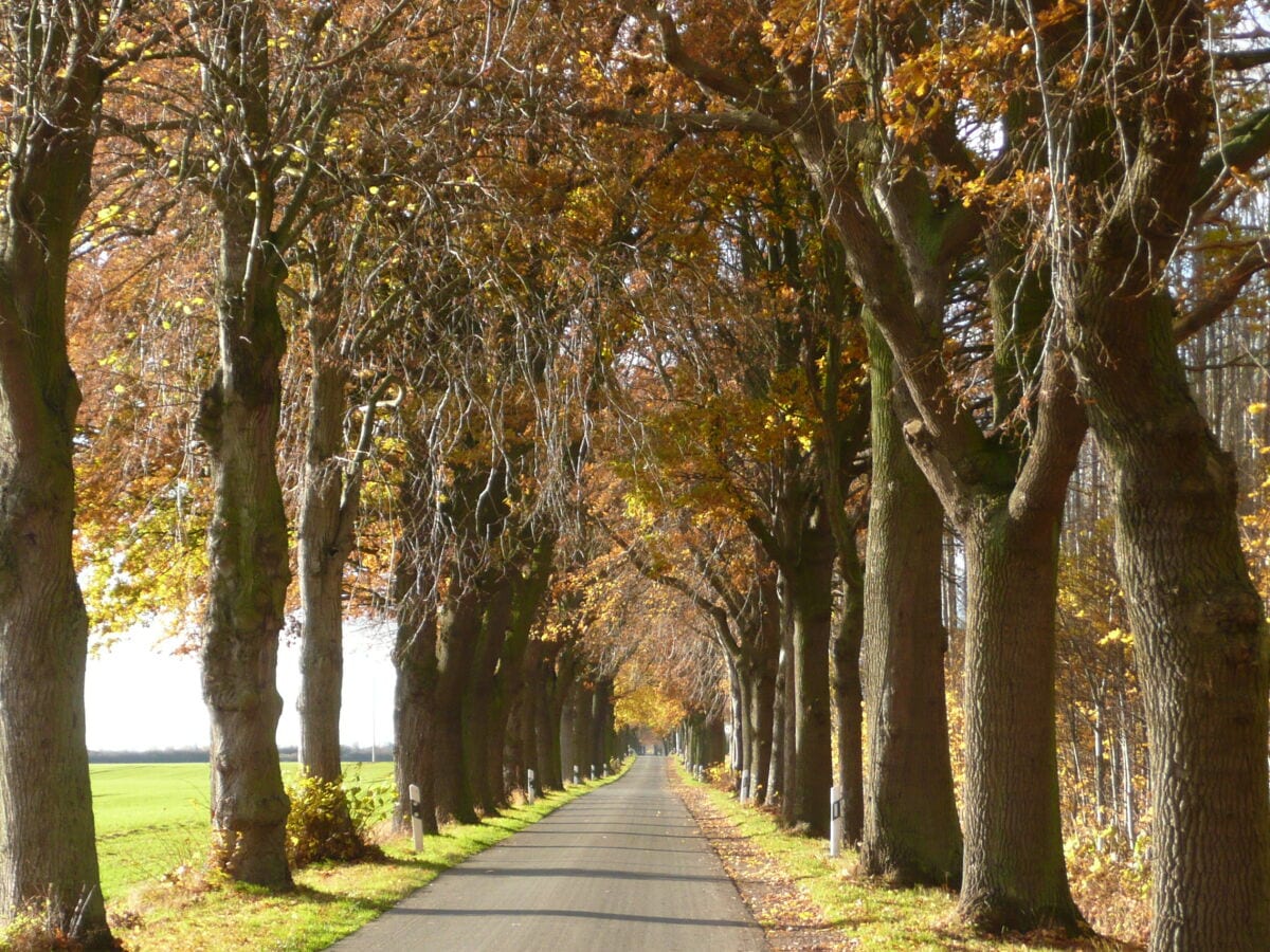 Allee bei Bugewitz