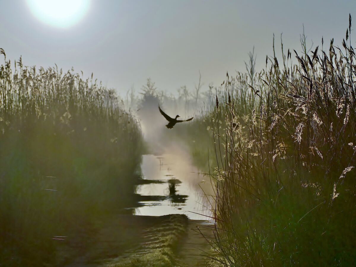 Ente im Anklamer Stadtbruch