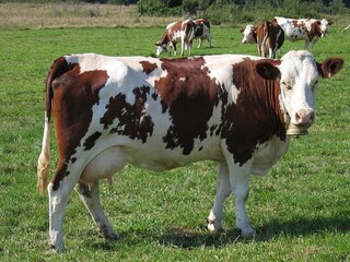 Maison de vacances Villeneuve-de-Berg Environnement 32