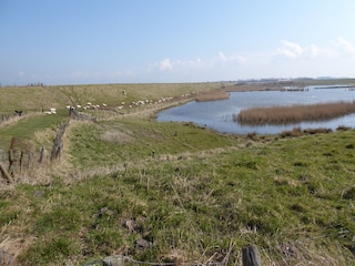 Tierparadies Oosterschelde