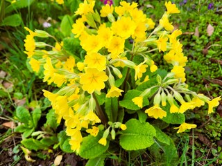 Frühling in Radolfzell