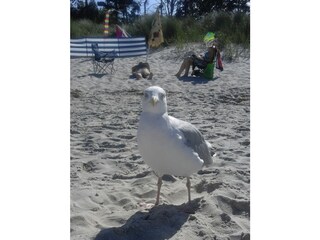 Strandleben