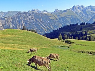 Pure nature in the mountains of the Oberallgäu