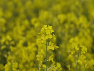 Appartement Pepelow Environnement 28