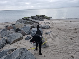 Hunde sind am Strand gestattet vom 1.10. bis 31.3.