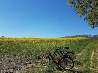 Fahrradtouren durch die Rapsfelder