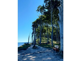 Gespensterwald