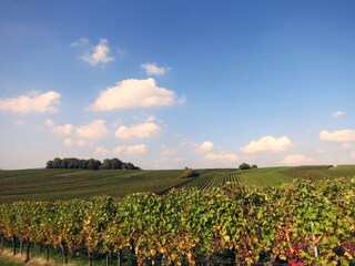 Appartamento per vacanze Silz (Pfalz) Ambiente 20