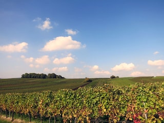 Weinreben im Herbst