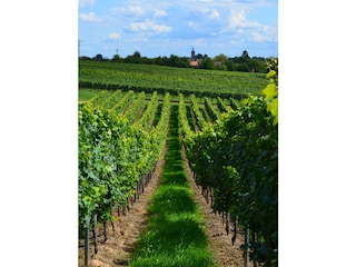 Appartement de vacances Silz (Pfalz) Environnement 21