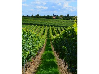 Vakantieappartement Silz (Pfalz) Omgeving 21