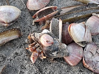 besondere Funde am Strand