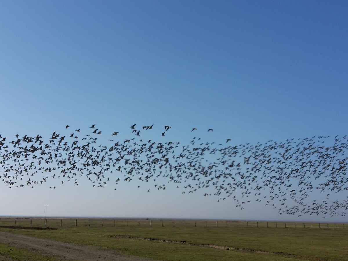 Vogelschar über den Salzwiesen