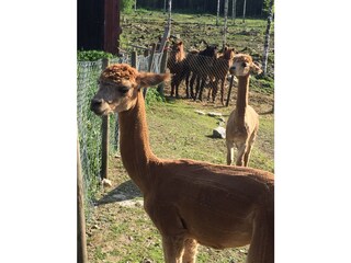 Vakantiehuis Nora Omgeving 31