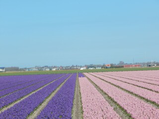 Casa per le vacanze Julianadorp Ambiente 29