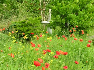 Sommer im Garten