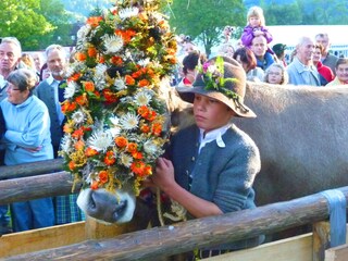 Viehscheid im Allgäu