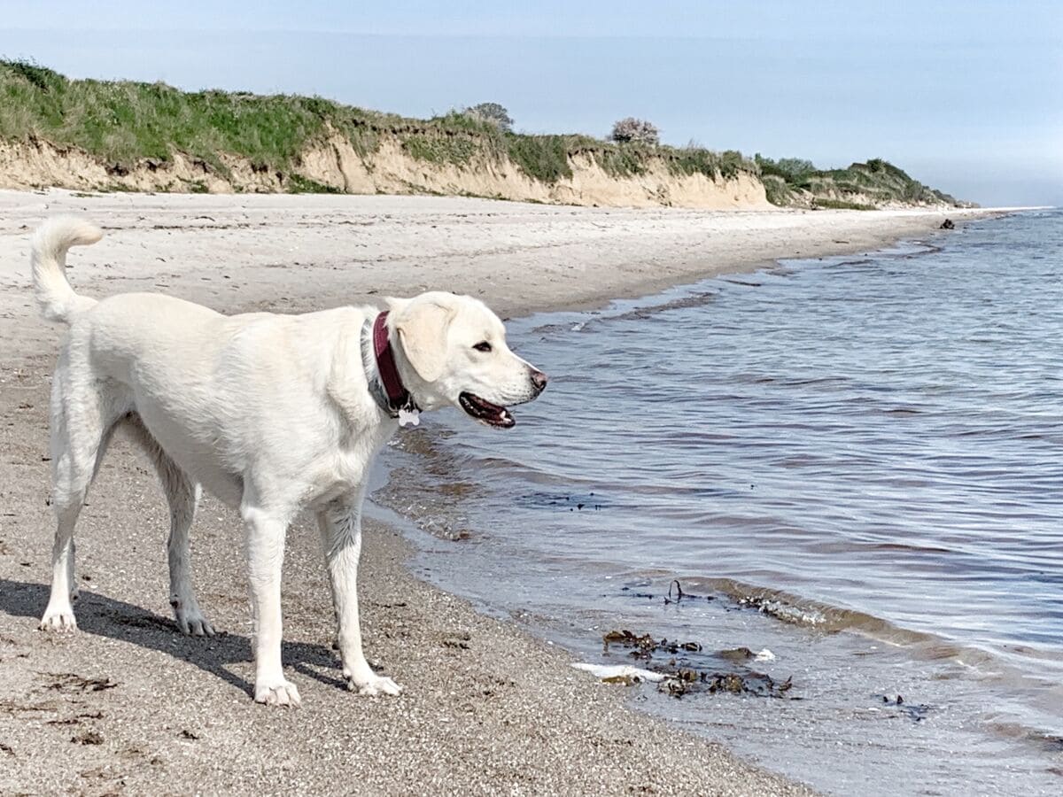 Strand in Golsmaas