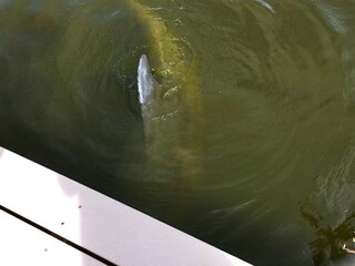 Villa Cape Coral Registrazione all'aperto 13