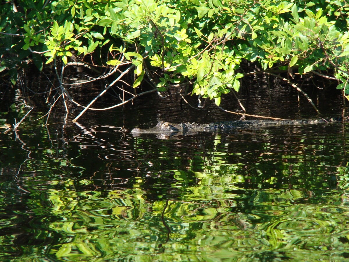 Florida ist Abenteuer pur • Gator bei uns im Kanal.