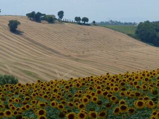 Casa per le vacanze Ostra Ambiente 36