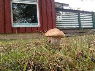 Steinpilze vor der Terrasse