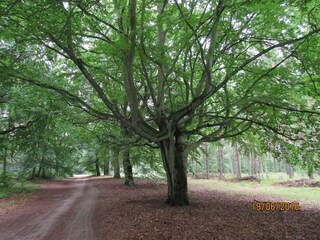 zum Wald 300 m