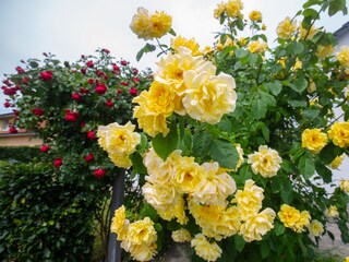 Rosenpracht