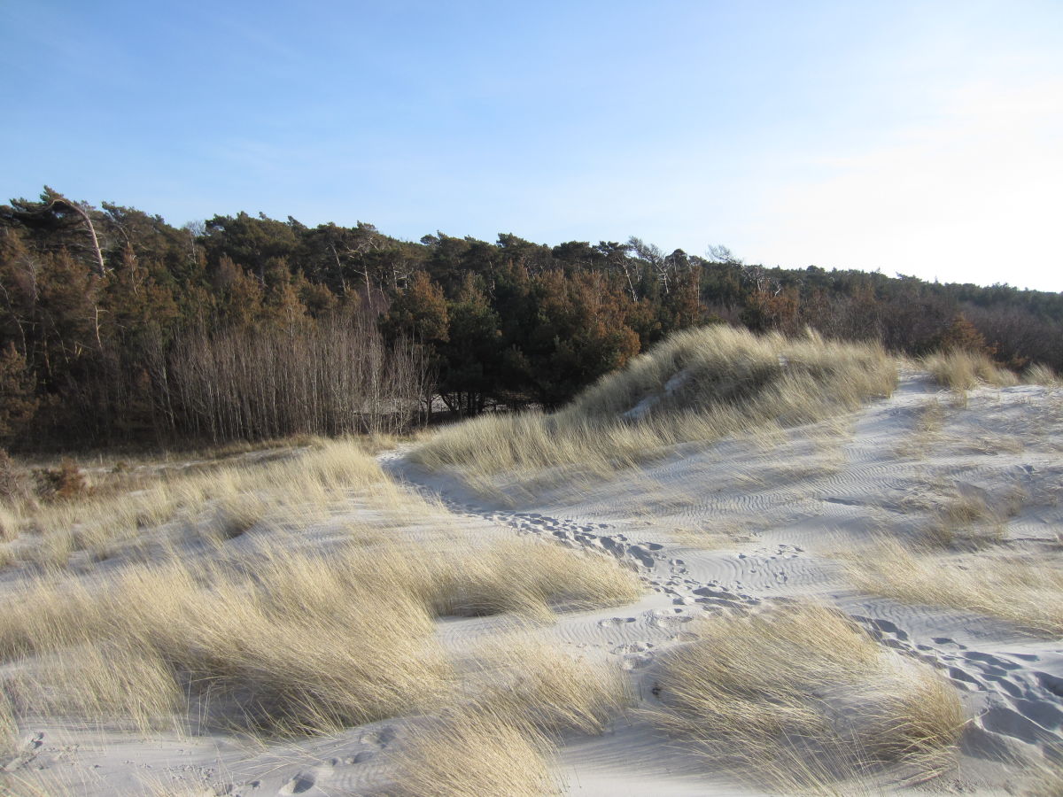 in den Dünen