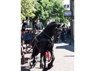 Friesenmarkt donnerstags