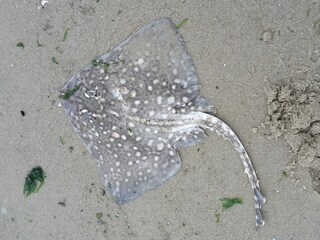 Bungalow Sint Maartenszee Ambiente 33