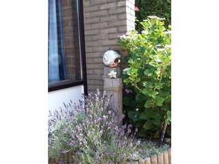 Lavendel auf der Terrasse