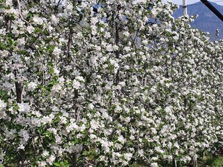 Vakantieappartement Lana Buitenaudio-opname 10