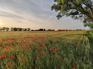 Vakantiehuis Hornstorf Omgeving 24