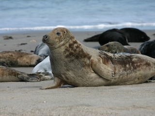 Kegelrobben auf Helgoland