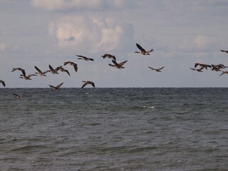 Appartamento per vacanze Wangels & Weißenhäuser Strand Ambiente 20