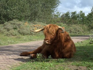 Appartamento per vacanze Egmond aan Zee Ambiente 20