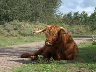 Dünen