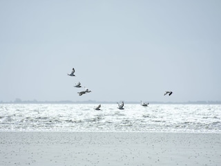 Möwen über dem Meer