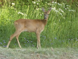 Appartamento per vacanze Gingst Registrazione all'aperto 11