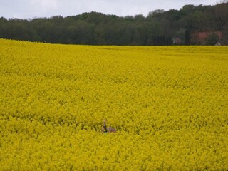 Holiday house Gramkow Environment 35