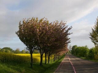 Vakantiehuis Gramkow Omgeving 23