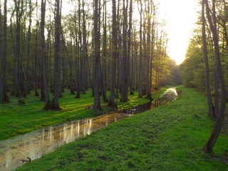 Im Darßwald